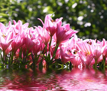 flowers with reflectionの写真素材