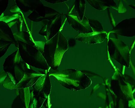 abstract green foliage