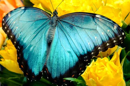 butterfly on the meadow, closeup