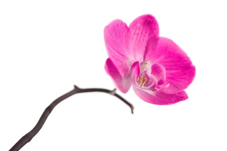 orchid isolated on whiteの写真素材