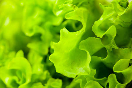 fresh green lettuce salad closeupの写真素材