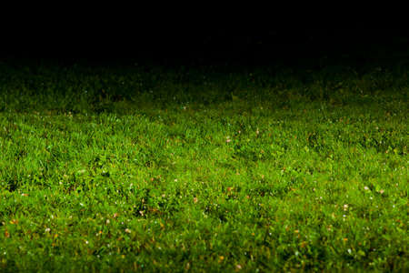 green lawnの写真素材