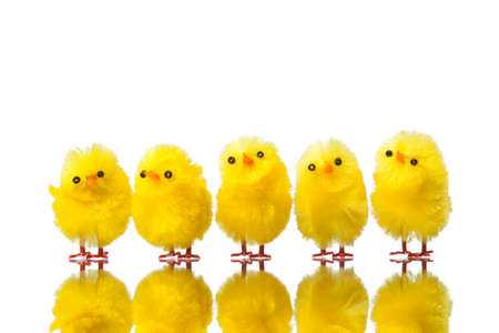 easter chicks isolated on whiteの写真素材