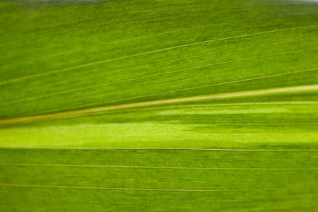 green leaf backdropの写真素材