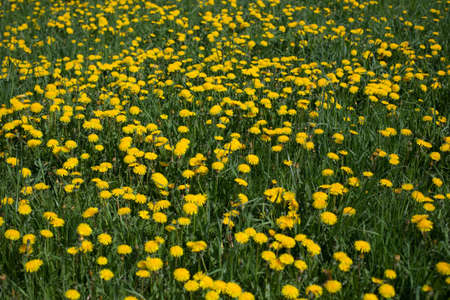 dandelion meadowの写真素材