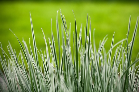 japan sedgeの写真素材