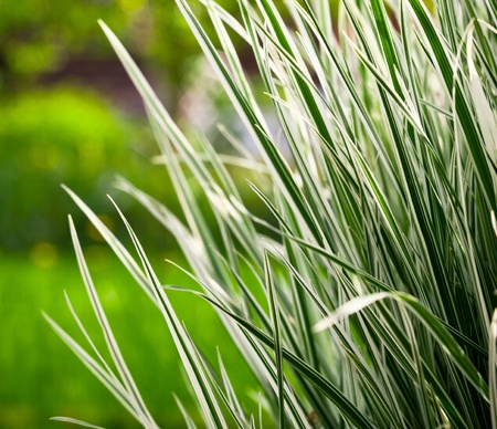 japan sedgeの写真素材