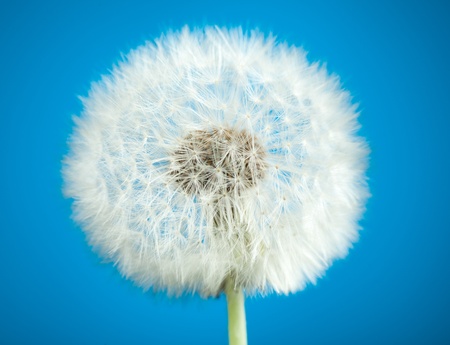 Dandelion on blue backgroundの写真素材