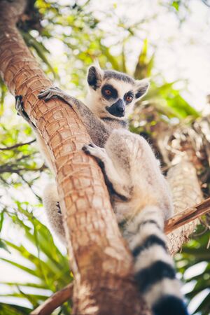Ring-tailed lemur on the treeの写真素材