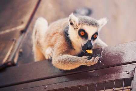 Ring-tailed lemur feedingの写真素材