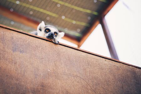 Ring-tailed lemur relaxingの写真素材