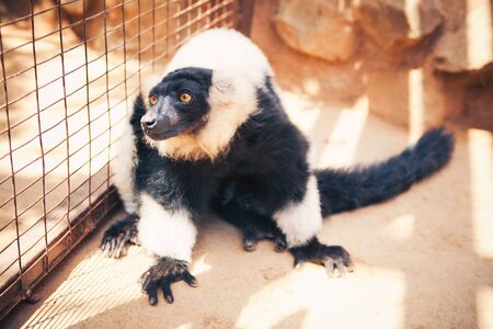 Black and white ruffed lemurの写真素材