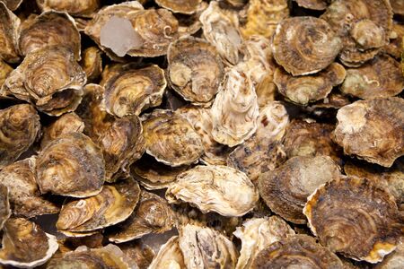 oysters background