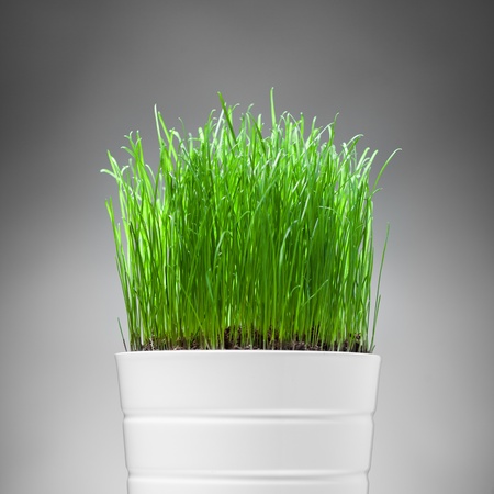 fresh grass in white pot, grey backgroundの写真素材