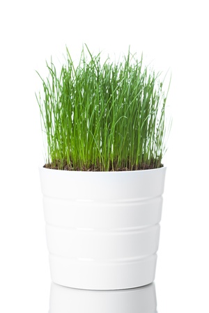 green grass in white pot, isolated on whiteの写真素材