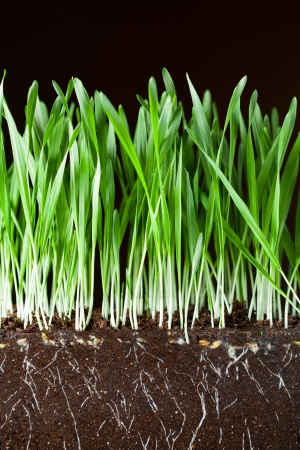 oat grass and roots in soil cross-cut sectionの写真素材