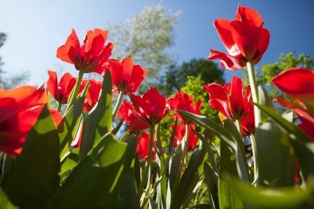 poppy flowers, view from the bottomの写真素材