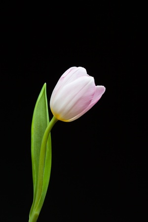 beautiful tulip flower isolated on blackの写真素材