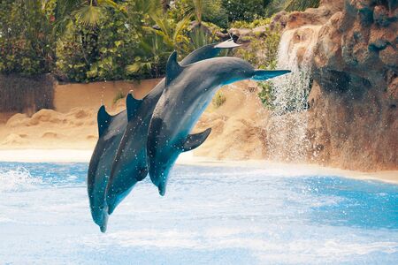 group of jumping dolphinsの写真素材