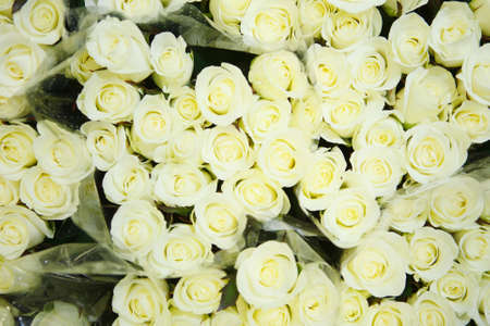 green roses at the flowers wholesale marketの写真素材