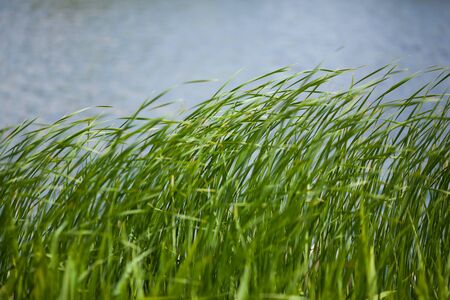 green rush against water background