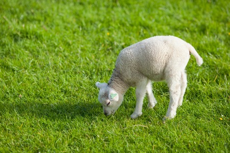 farm lamb on green grass background