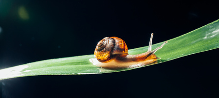 snail on the leaf against black backgroundの写真素材