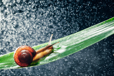 snail with water particles bokeh as the backgroundの写真素材