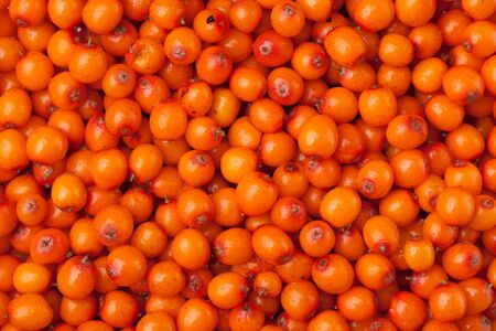 sea buckthorn berries background