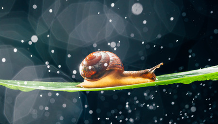 snail with water particles bokeh as the backgroundの写真素材