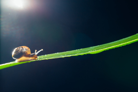 snail on the leaf against black backgroundの写真素材