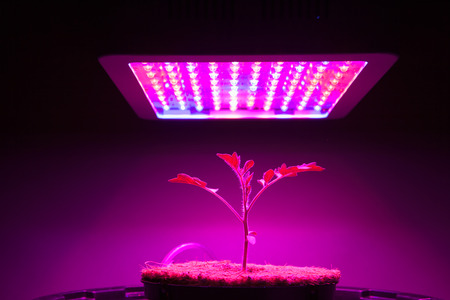 young tomato plant under LED grow lightの写真素材