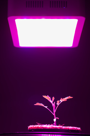 young tomato plant under LED grow lightの写真素材