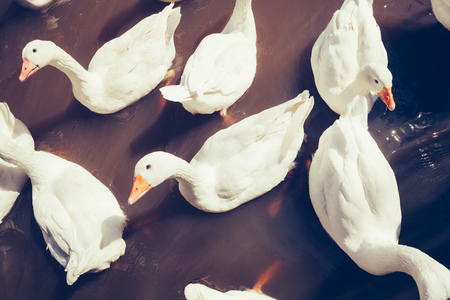 group of swimming geeseの写真素材