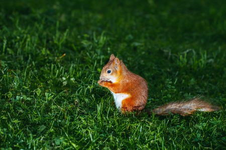 squirrel eating a nut on grassの写真素材