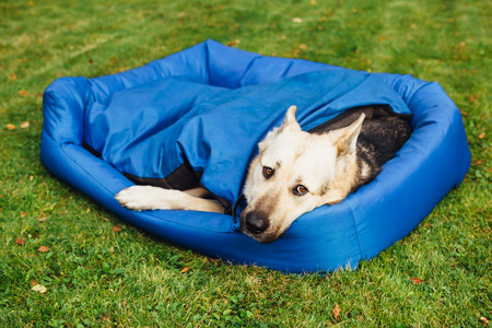 dog relaxing on his bed, green grass backgroundの写真素材