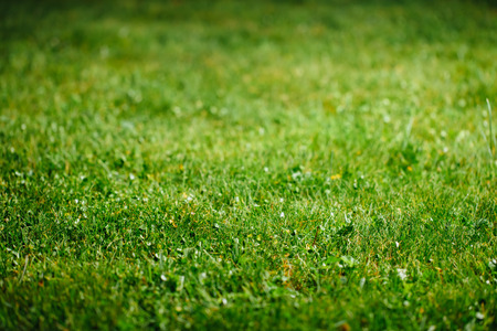 green grass background