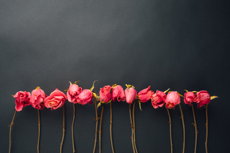 goth style dry roses, black backgroundの写真素材