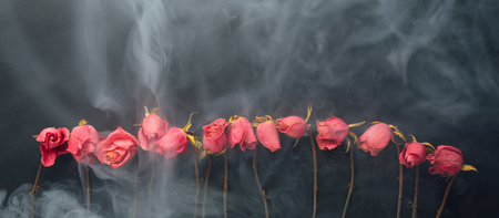goth style dry roses, black background with smokeの写真素材
