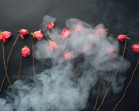 goth style dry roses, black background with smokeの写真素材