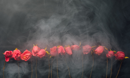 goth style dry roses, black background with smokeの写真素材