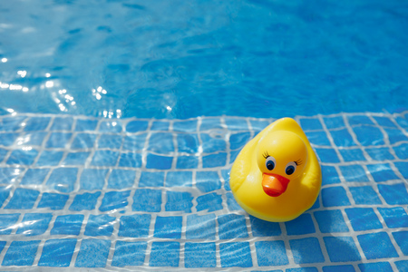yellow rubber duck in blue swimming poolの写真素材