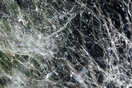 abstract dense spider web backgroundの写真素材