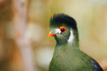 green turaco bird, closeup viewの写真素材