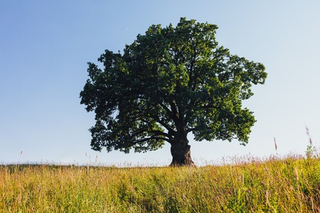 oak tree on green meadow at sunny summer day