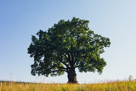 oak tree on green meadow at sunny summer dayの写真素材