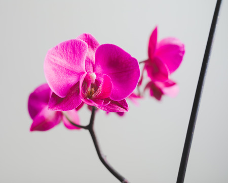 pink orchid flower, close-up viewの写真素材