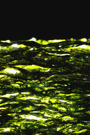dried nori seaweed laminaria sheetsの写真素材