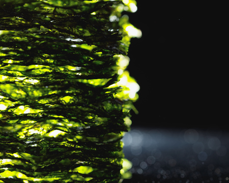 dried nori seaweed laminaria sheetsの写真素材