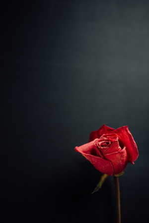 dry red rose on black backgroundの写真素材